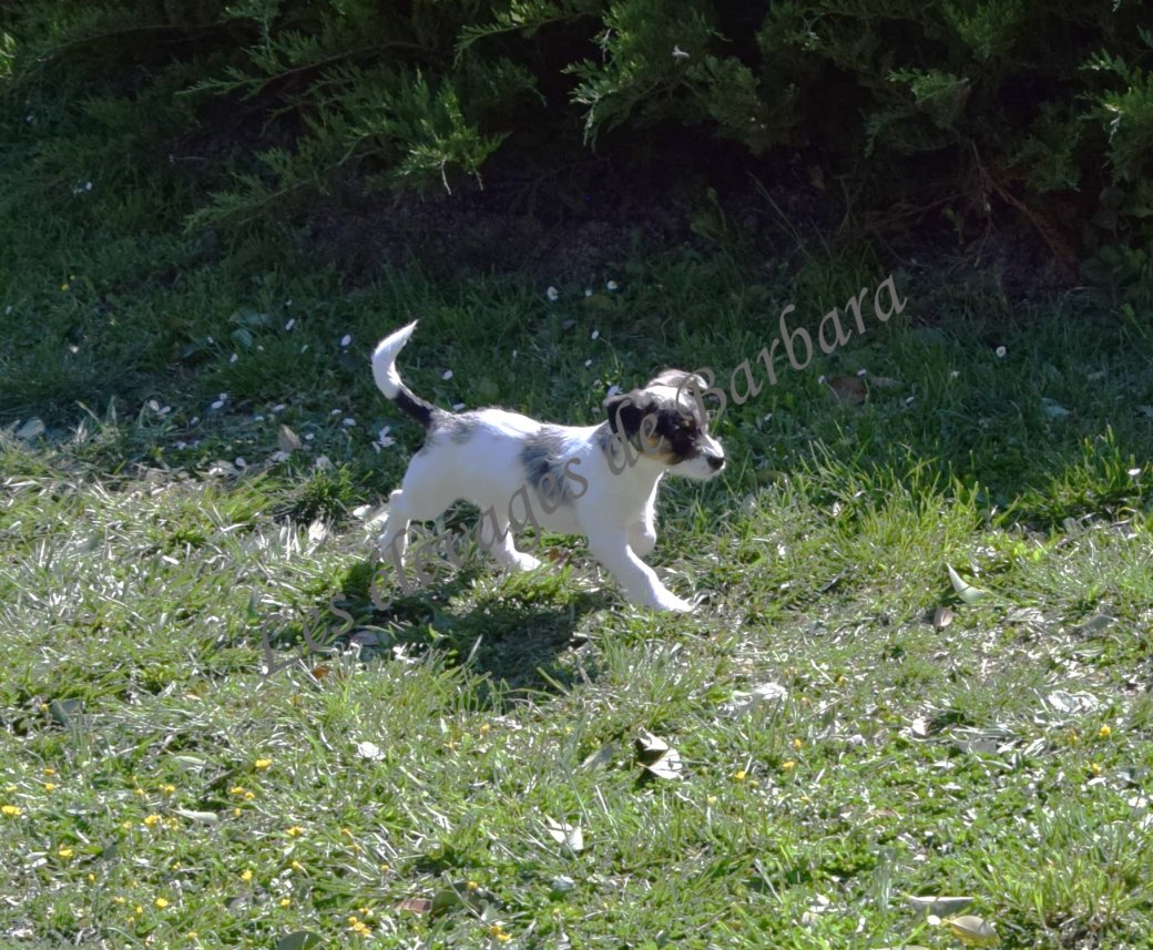 Teckel X Caniche - AKYLOU - Photo 5