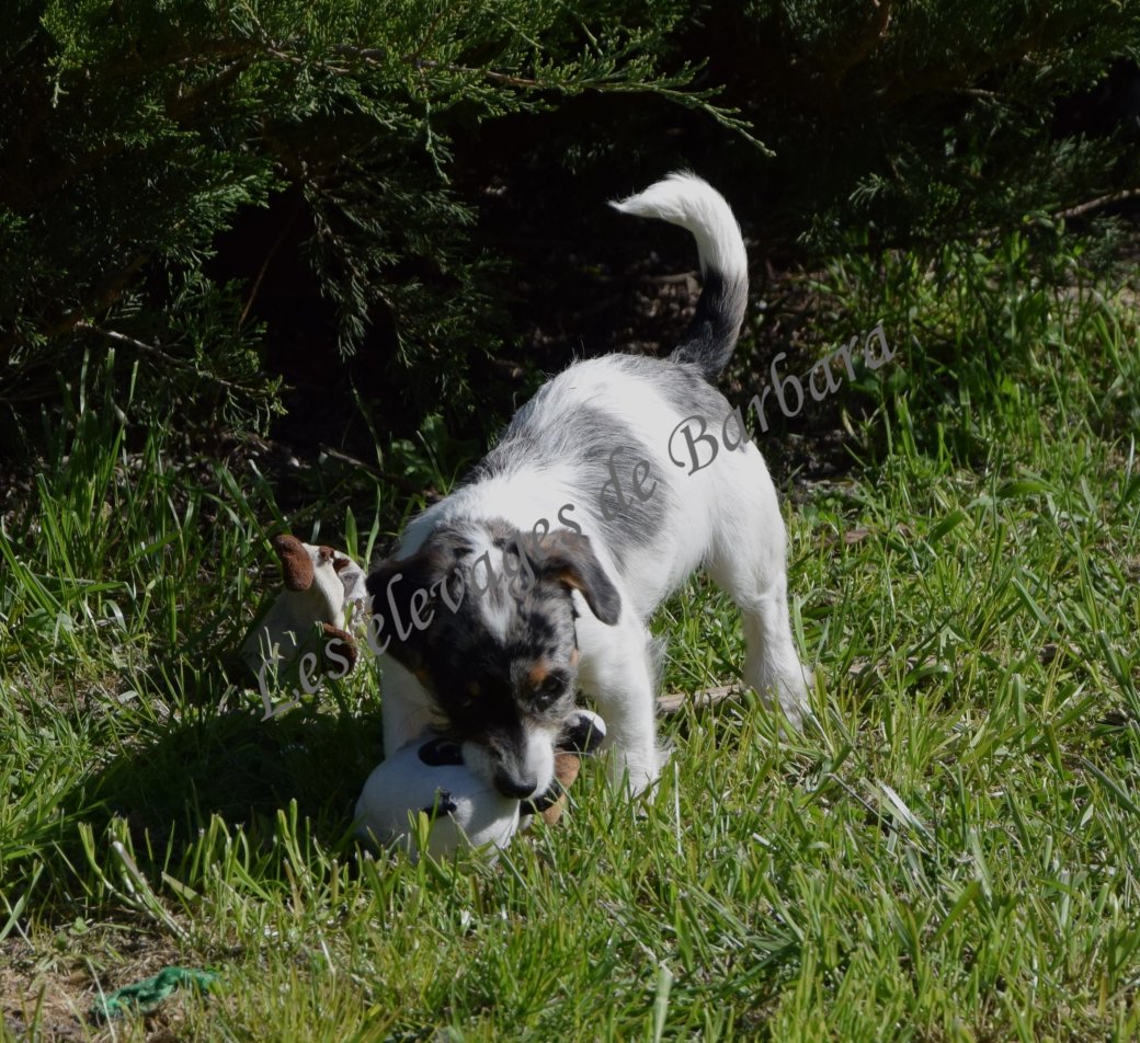 Teckel X Caniche - AKYLOU - Photo 6