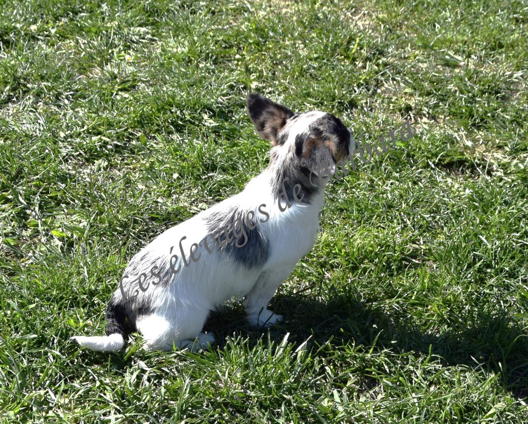 Teckel X Caniche - AKYLOU - Photo 7
