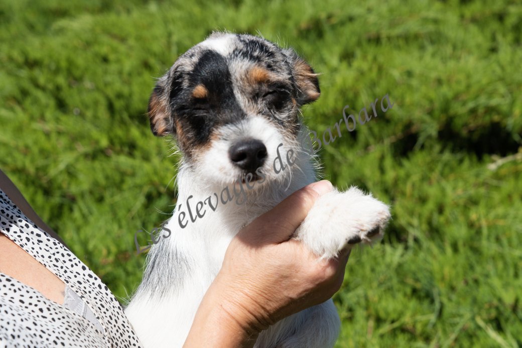 AKYLOU, Teckel X Caniche mâle, photo 10
