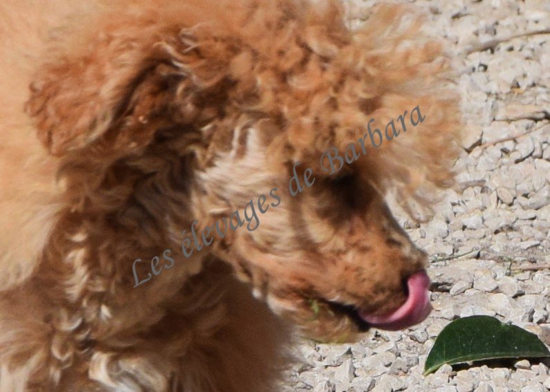 Caniche TINY TOY - AUTYS - Photo 2