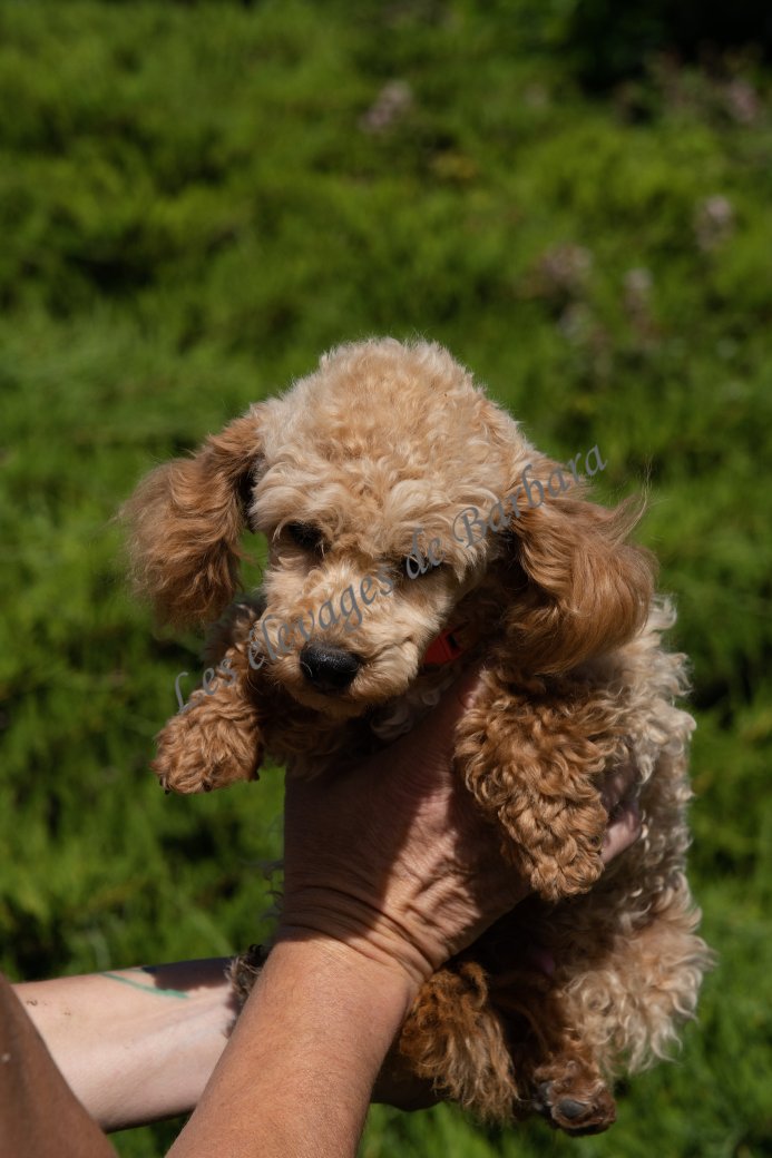 AUTYS, Caniche TINY TOY mâle, photo 11