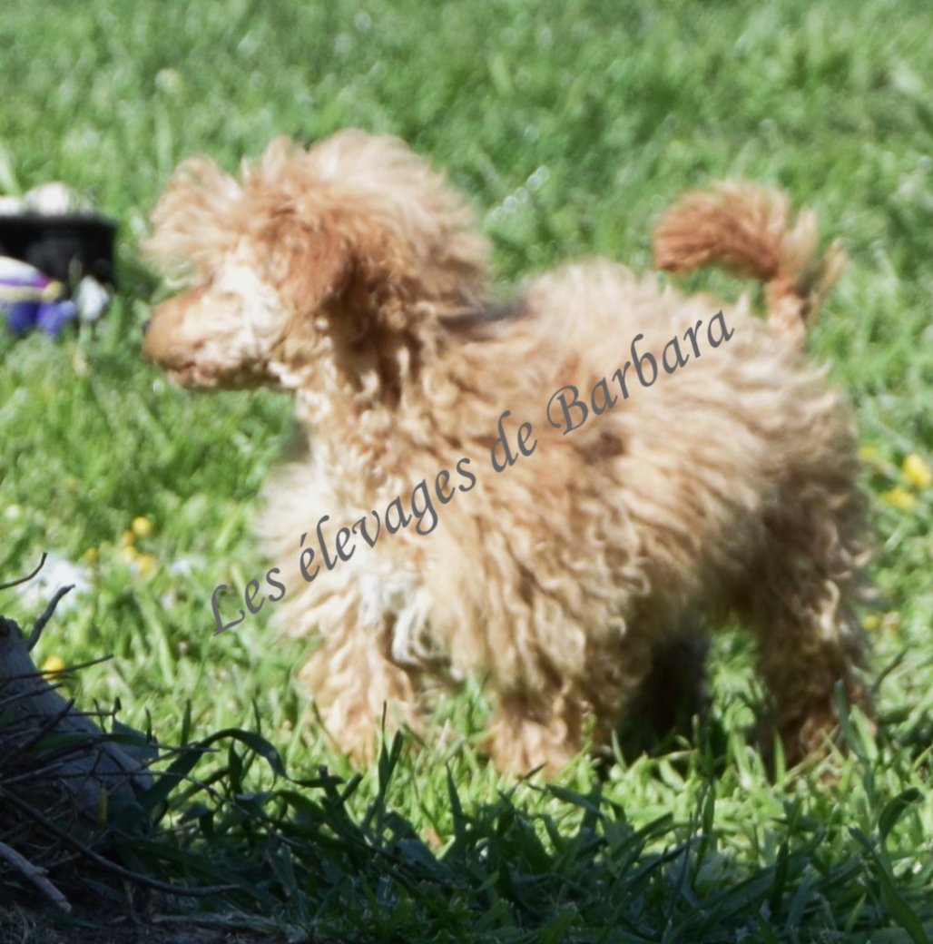 Caniche TINY TOY - AUTYS - Photo 3