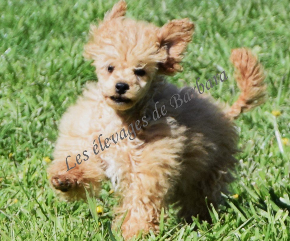 Caniche TINY TOY - AUTYS - Photo 4
