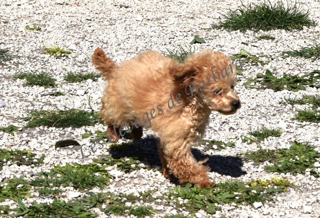 Caniche TINY TOY - AUTYS - Photo 5