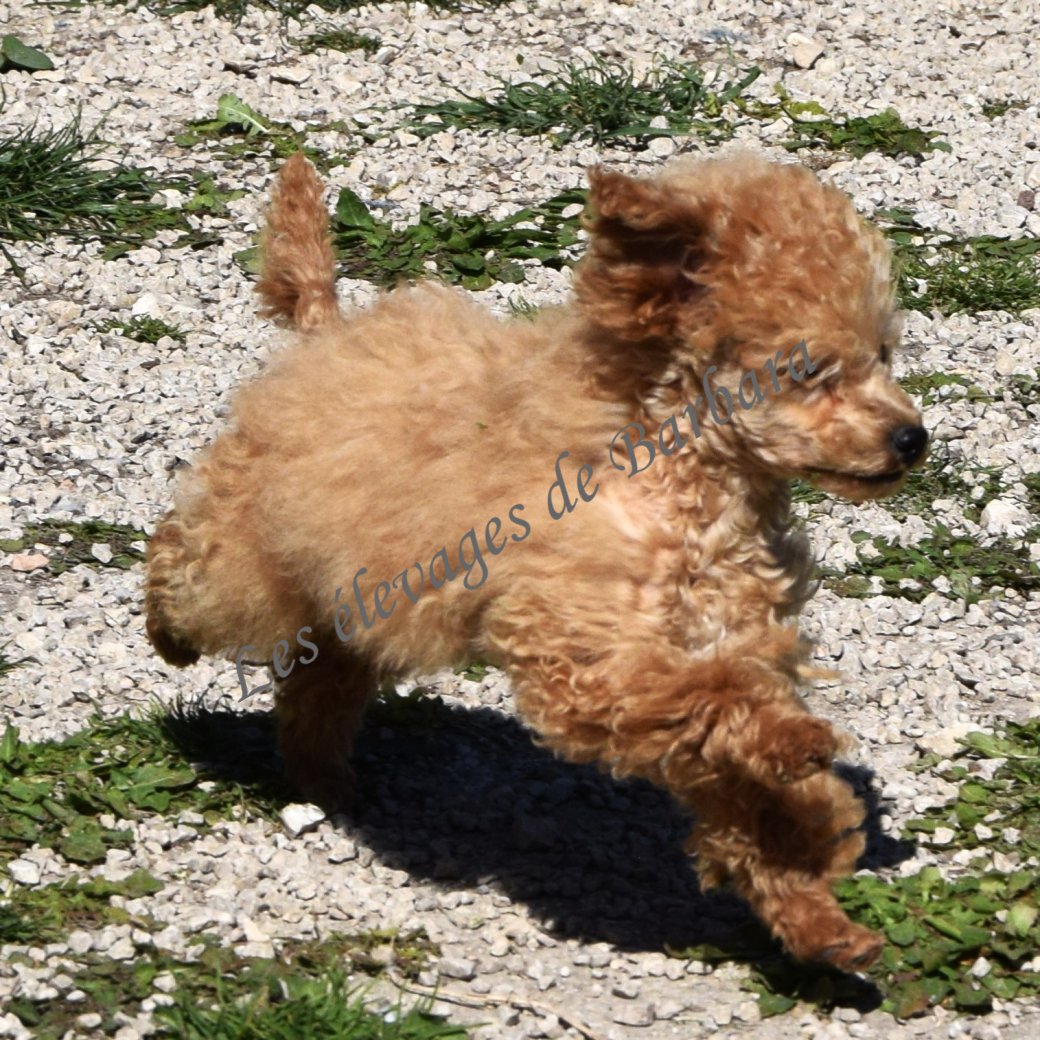 Caniche TINY TOY - AUTYS - Photo 6
