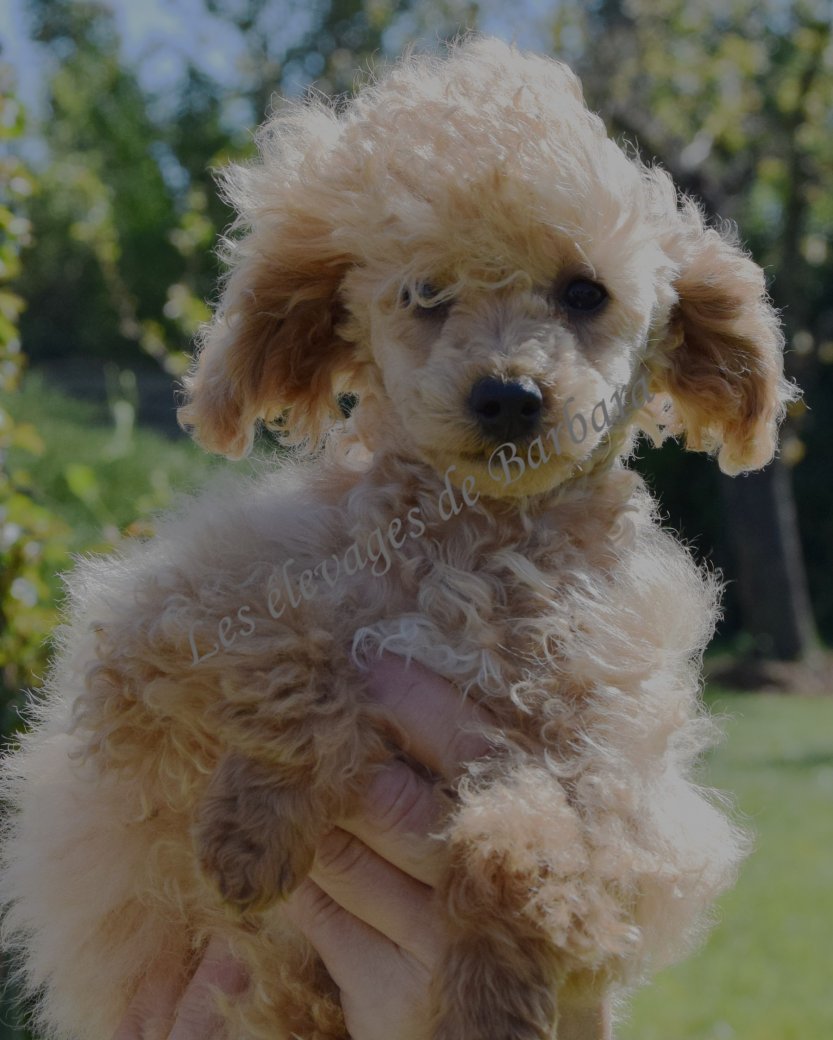 Caniche TINY TOY - AUTYS - Photo 7