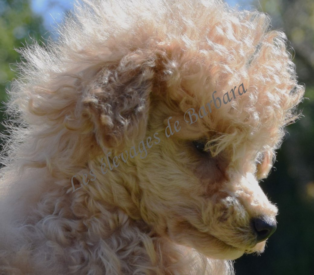 Caniche TINY TOY - AUTYS - Photo 8