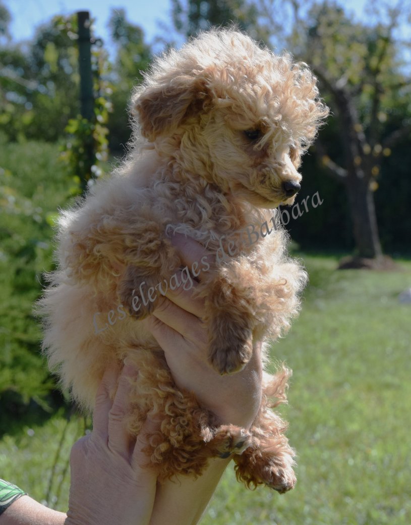 Caniche TINY TOY - AUTYS - Photo 9