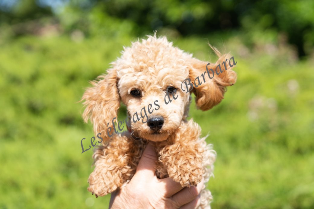 AUTYS, Caniche TINY TOY mâle, photo 10