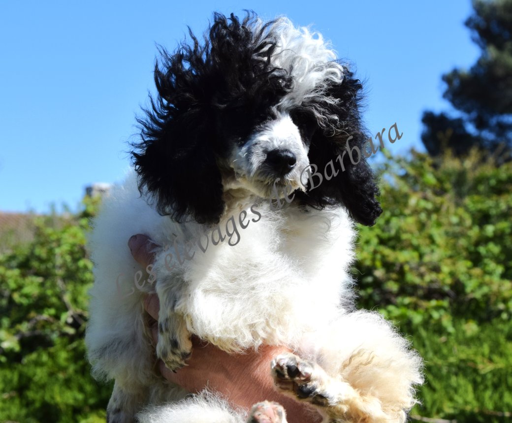 Caniche TOY - ARTY - Photo 2