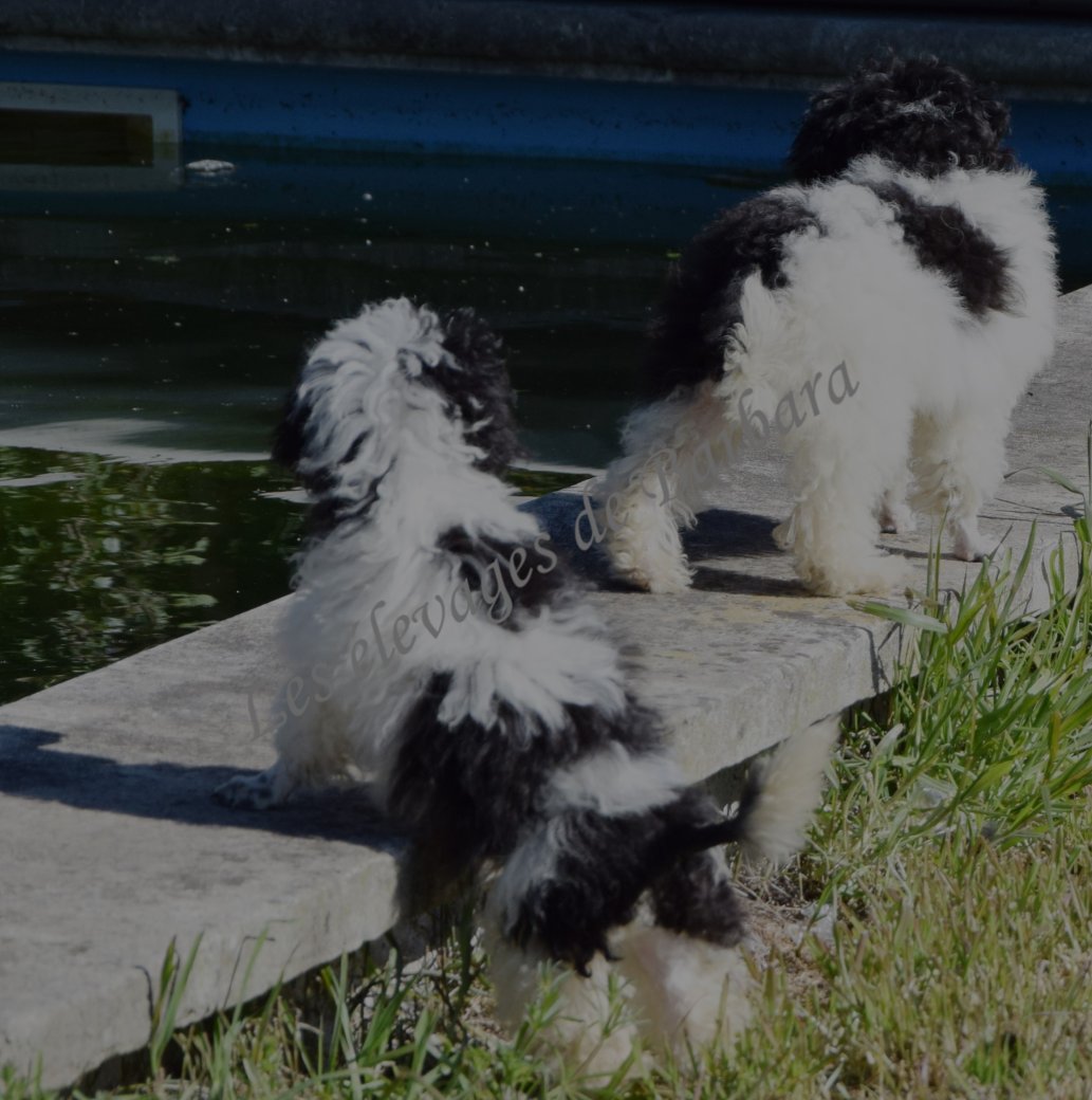 Caniche TOY - ARTY - Photo 3