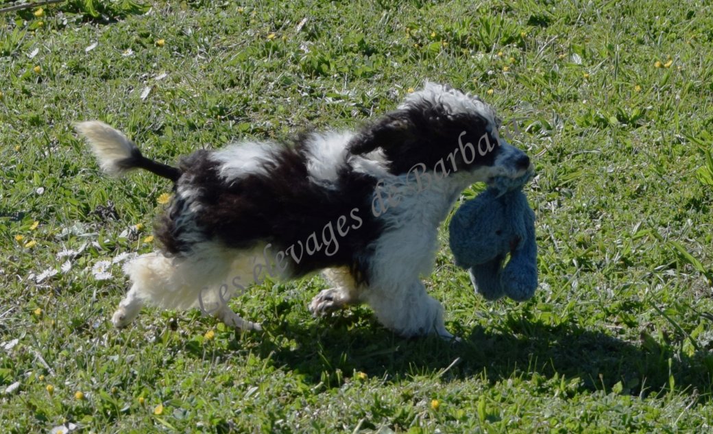 Caniche TOY - ARTY - Photo 4