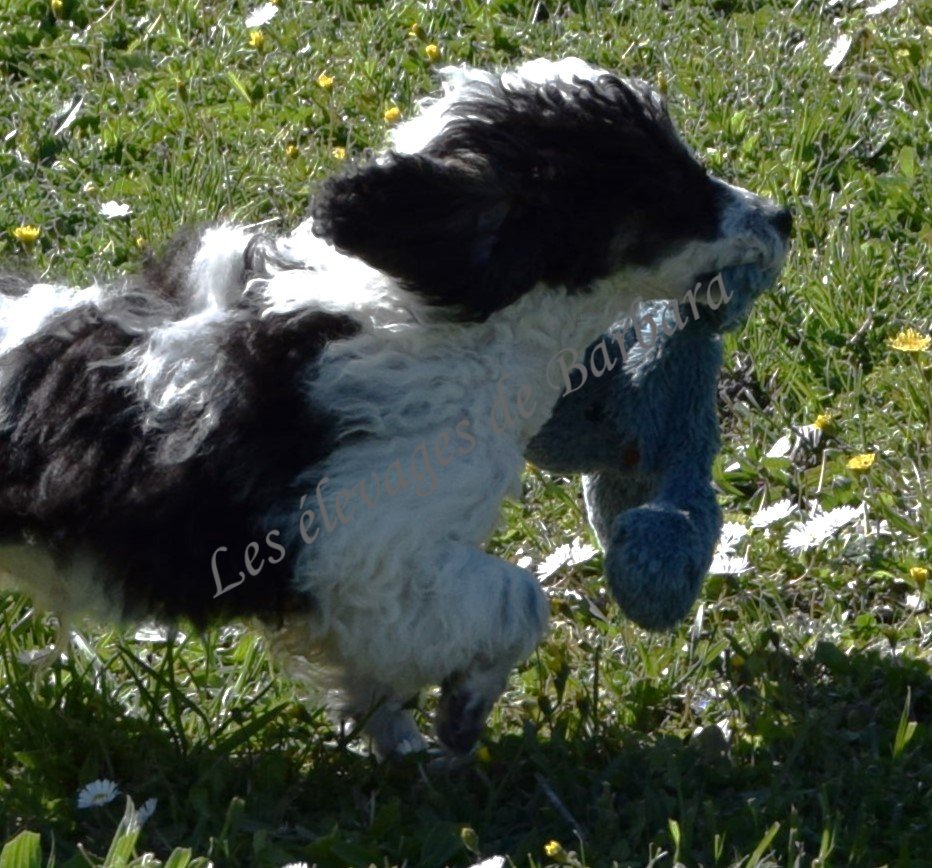 Caniche TOY - ARTY - Photo 5