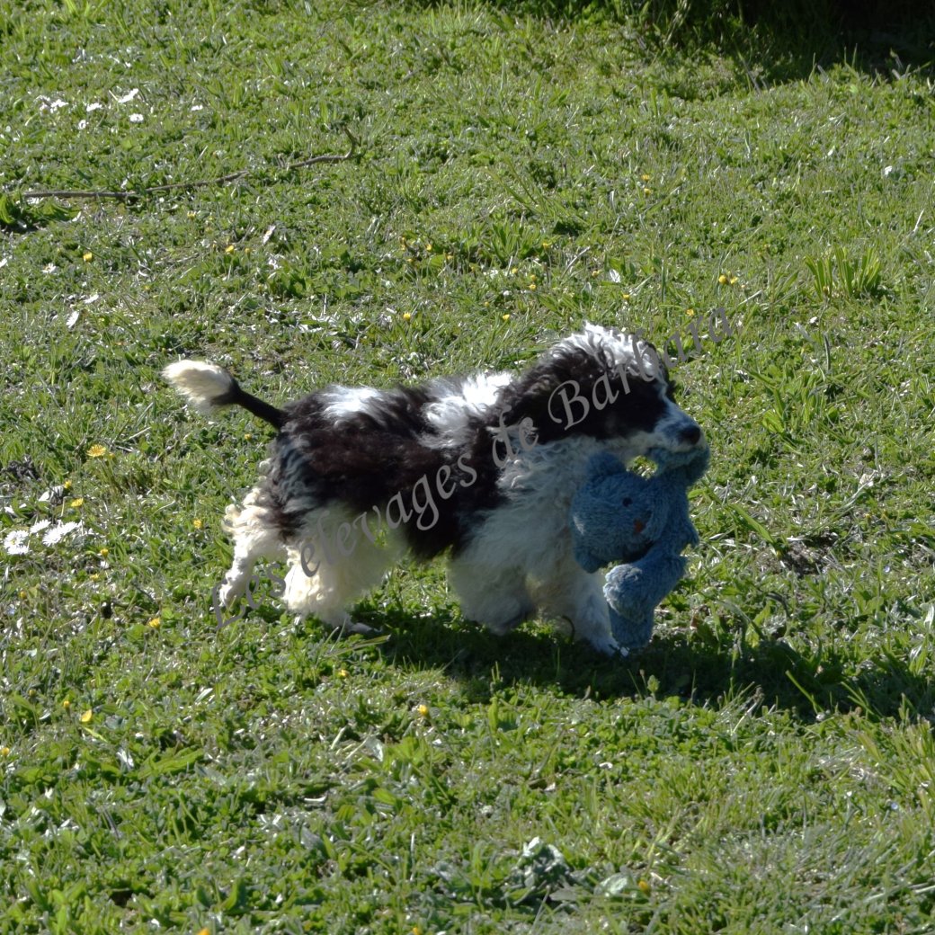 Caniche TOY - ARTY - Photo 6