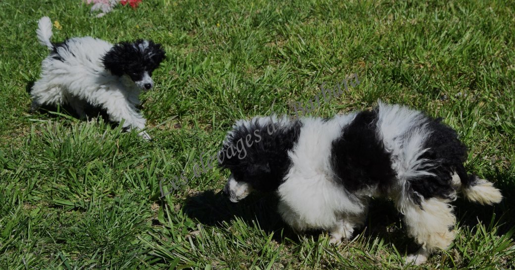 Caniche TOY - ARTY - Photo 7