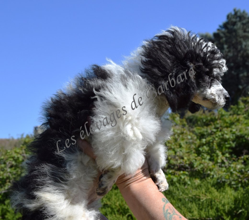 Caniche TOY - ARTY - Photo 8