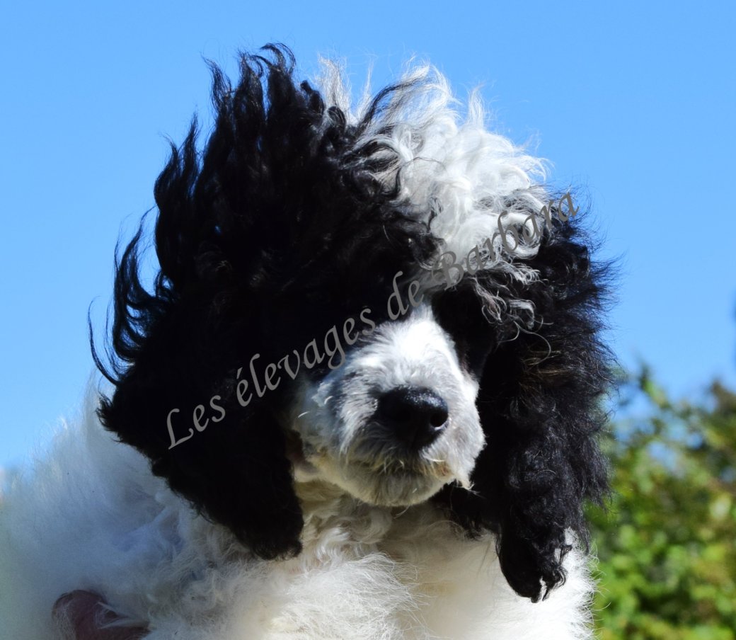 Caniche TOY - ARTY - Photo 9