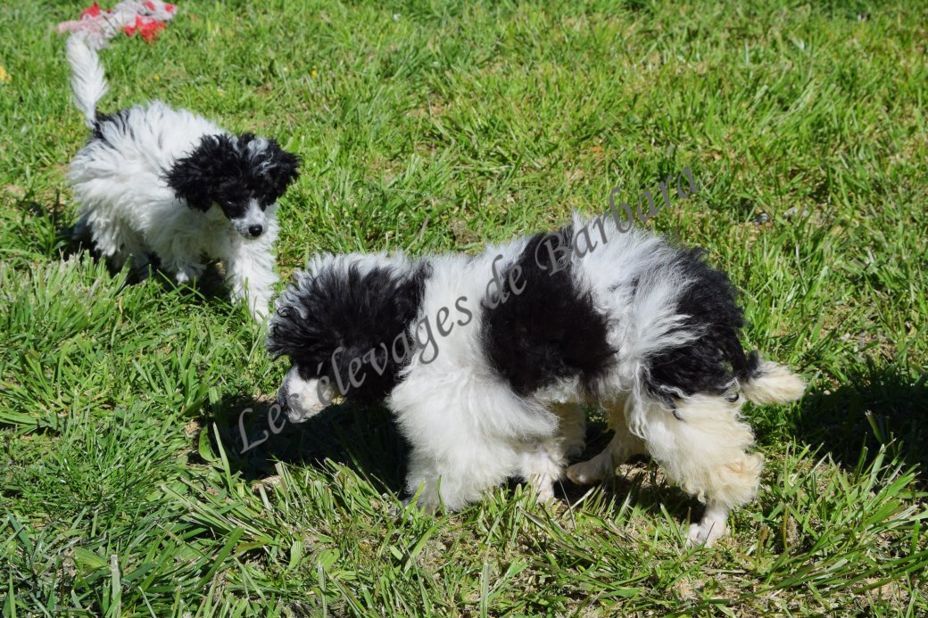 Caniche TOY - ARTY - Photo 10
