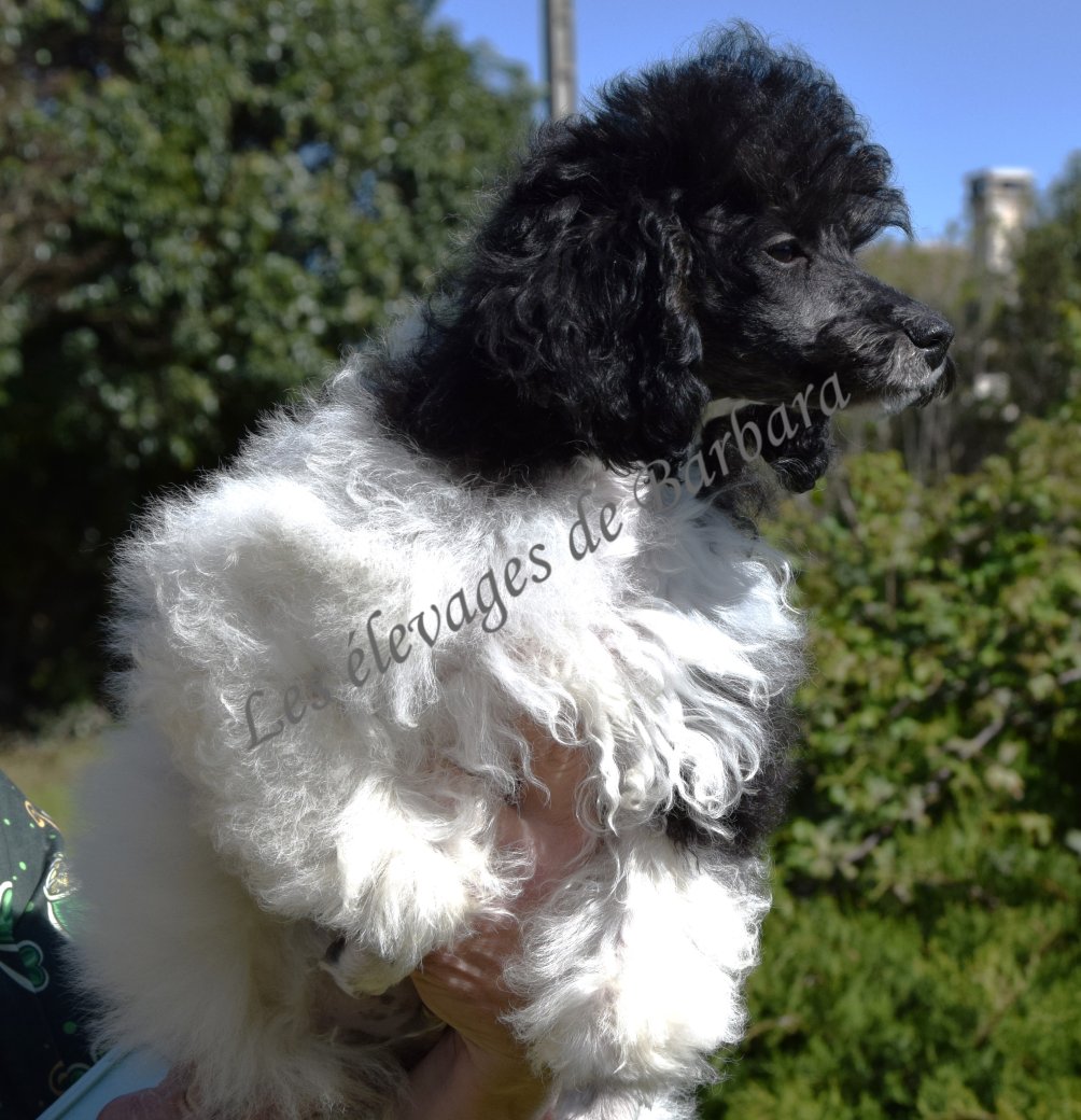 Caniche TOY - ASHTON - Photo 2