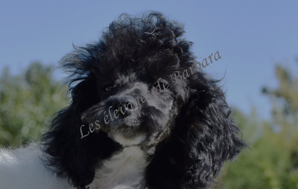 Caniche TOY - ASHTON - Photo 3
