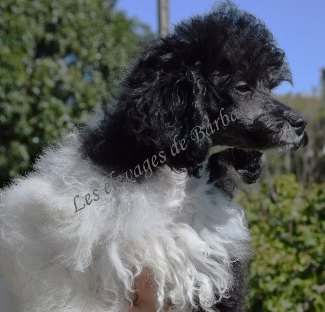 Caniche TOY - ASHTON - Photo 4