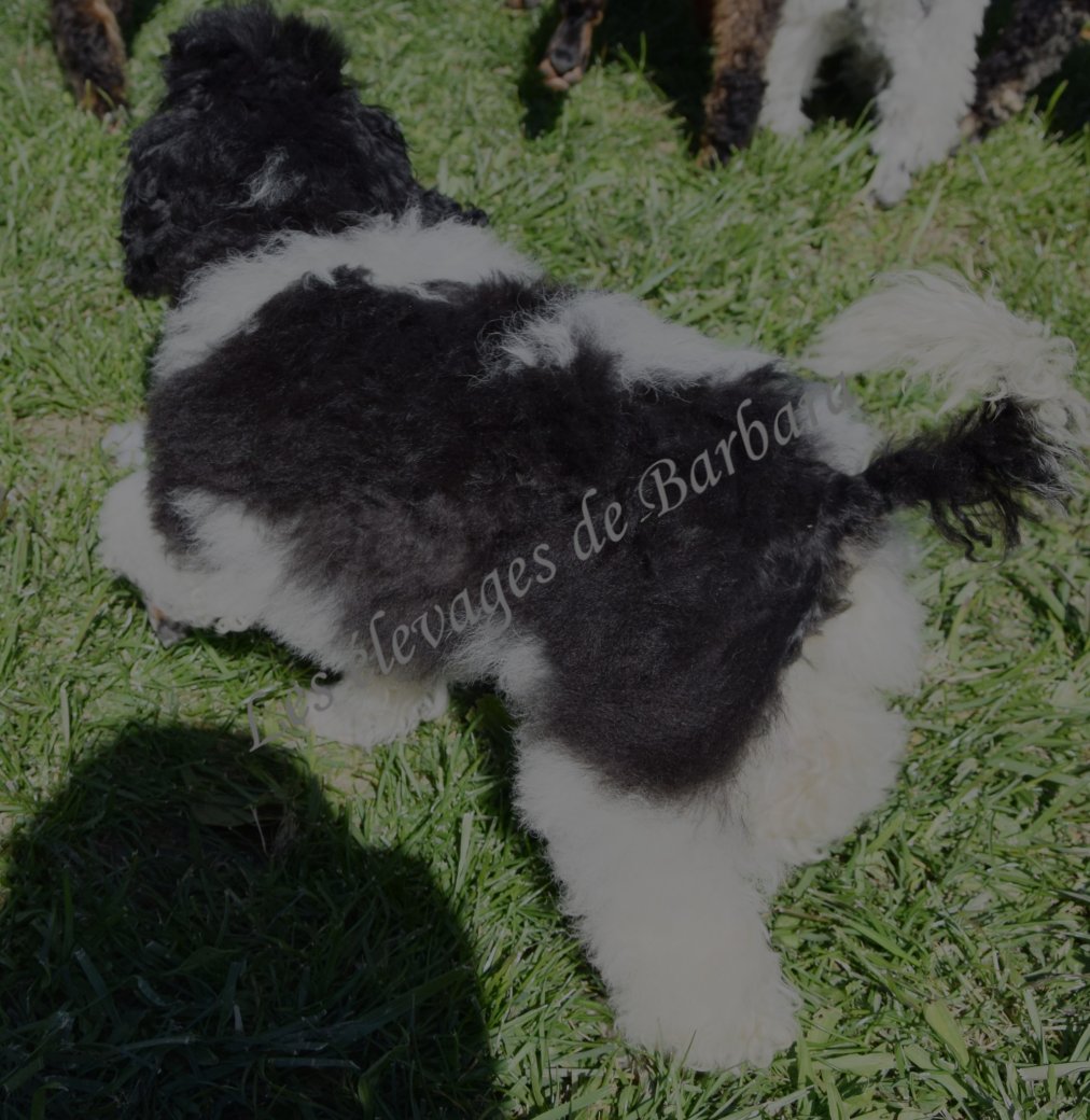 Caniche TOY - ASHTON - Photo 5