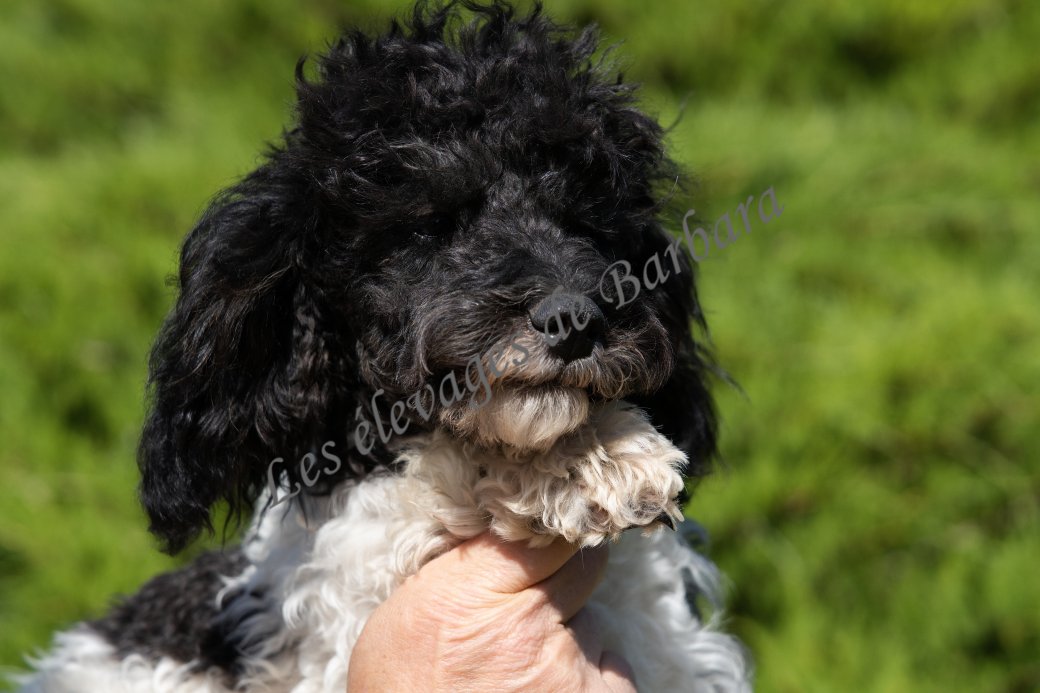 ASHTON, Caniche TOY mâle, photo 6