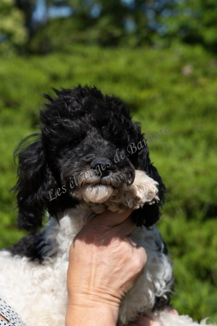 ASHTON, Caniche TOY mâle, photo 7