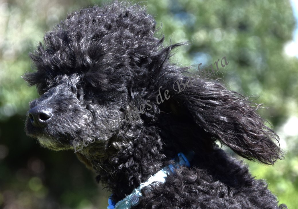 Caniche TOY - ANYSSA - Photo 2