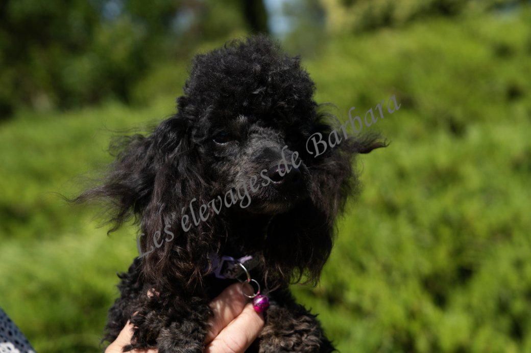 ANYSSA, Caniche TOY femelle, photo 11