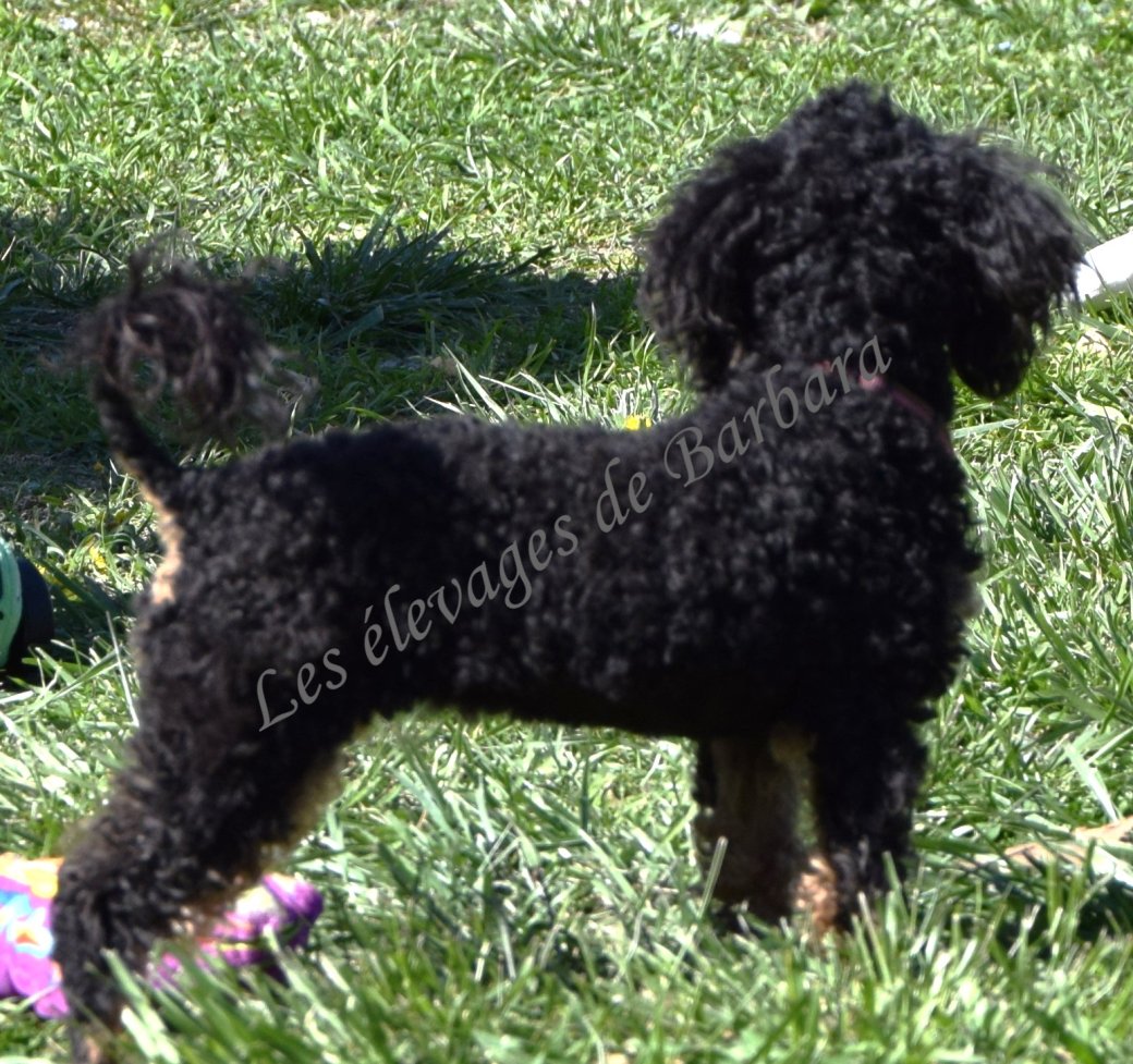 Caniche TOY - ANYSSA - Photo 4
