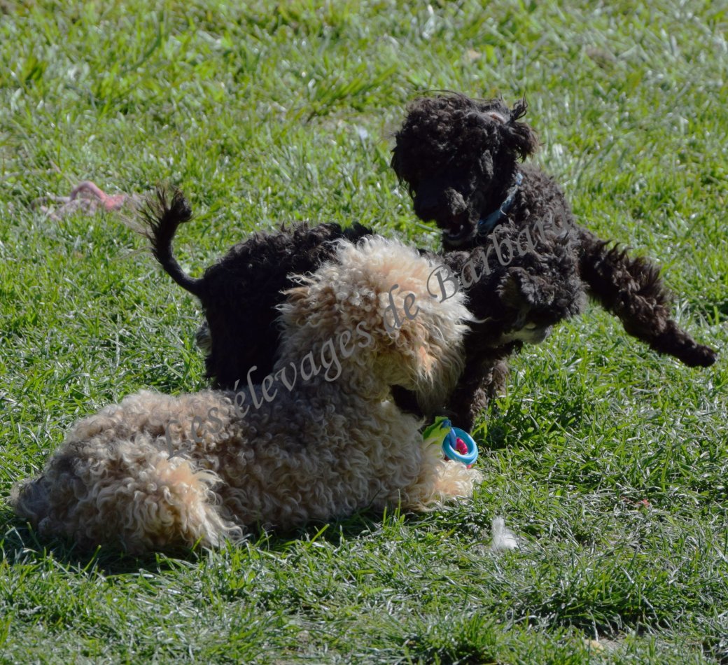 Caniche TOY - ANYSSA - Photo 5