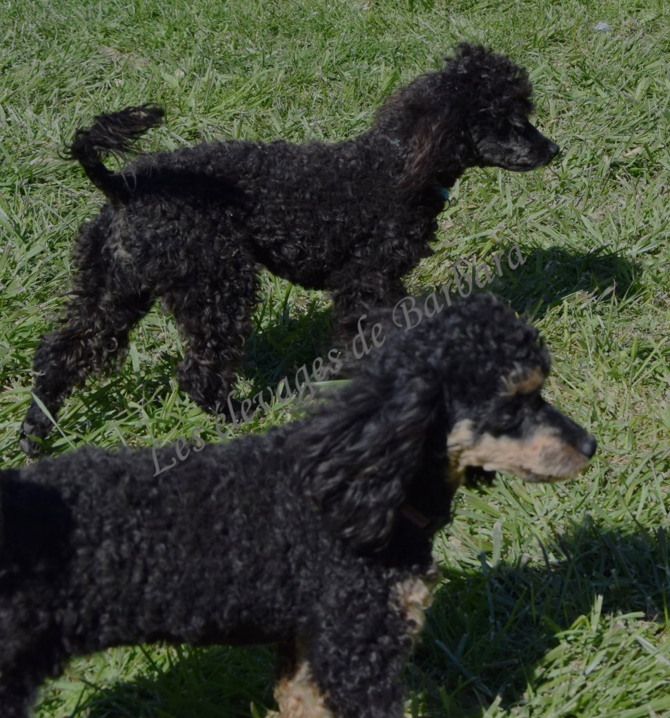 Caniche TOY - ANYSSA - Photo 6