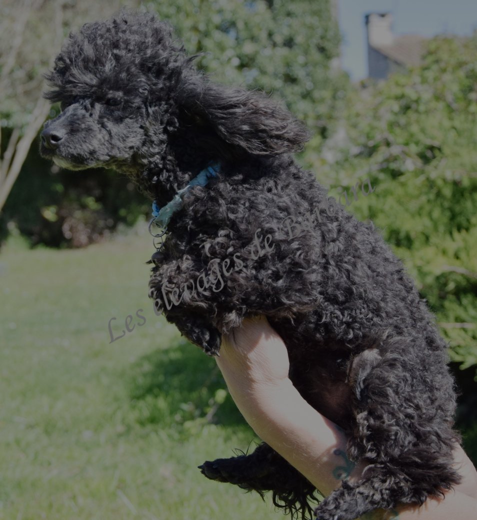 Caniche TOY - ANYSSA - Photo 7
