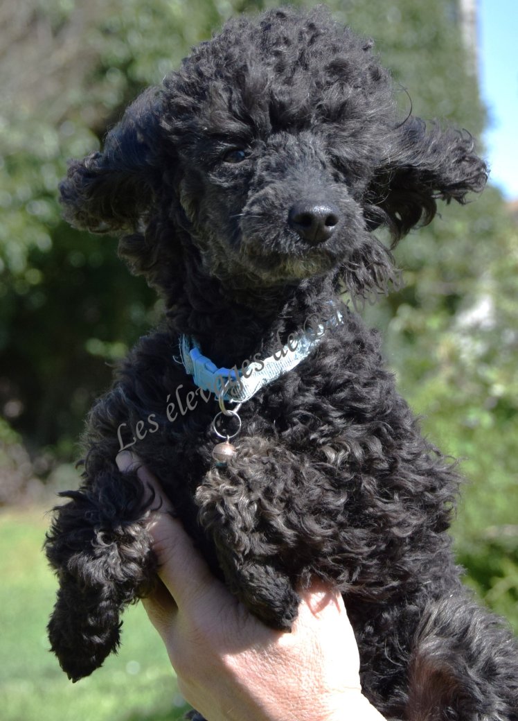 Caniche TOY - ANYSSA - Photo 8