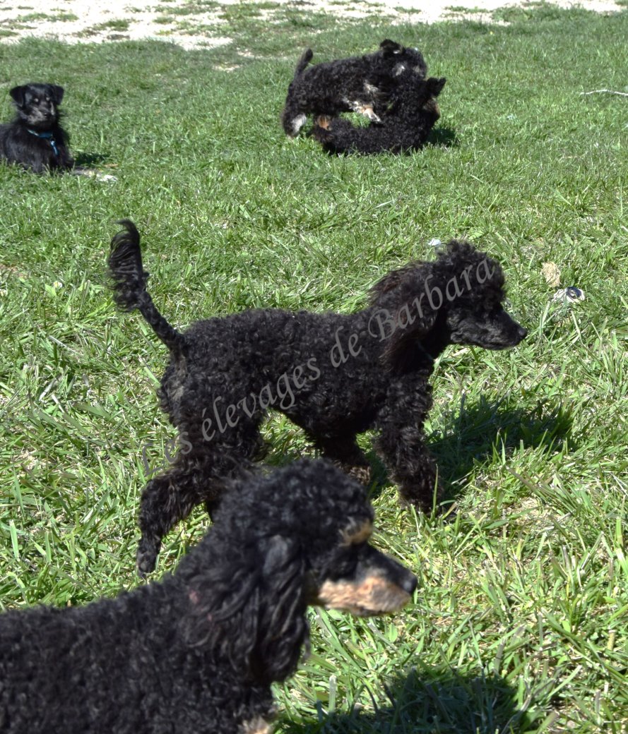 Caniche TOY - ANYSSA - Photo 9
