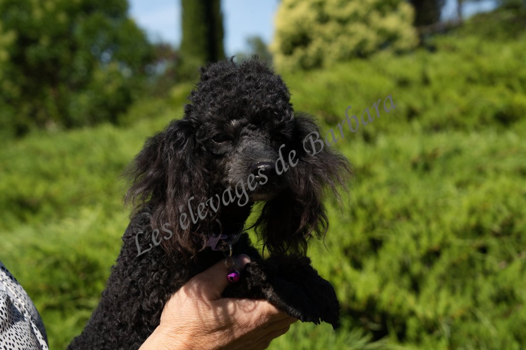 ANYSSA, Caniche TOY femelle, photo 10