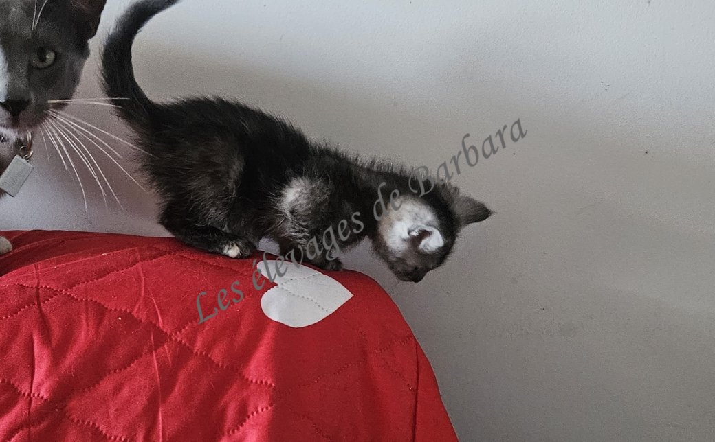 chatons, Maine Coon femelle, photo 2