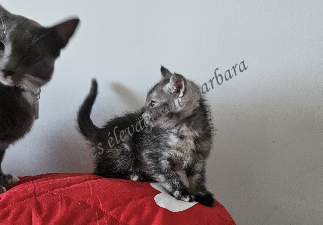 chatons, Maine Coon femelle, photo 3