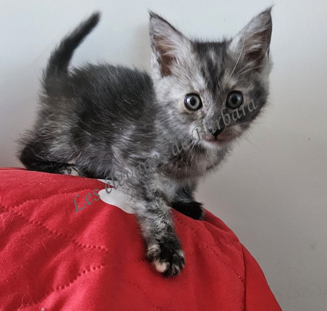 chatons, Maine Coon femelle, photo 4