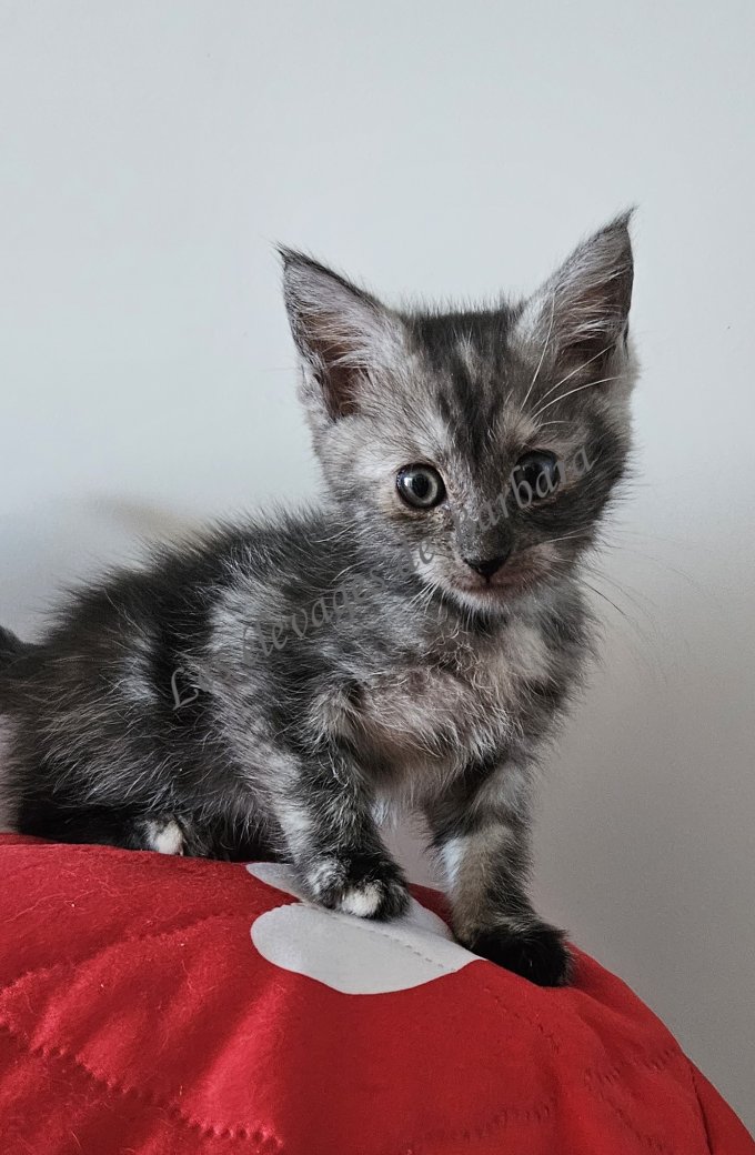 chatons, Maine Coon femelle, photo 5