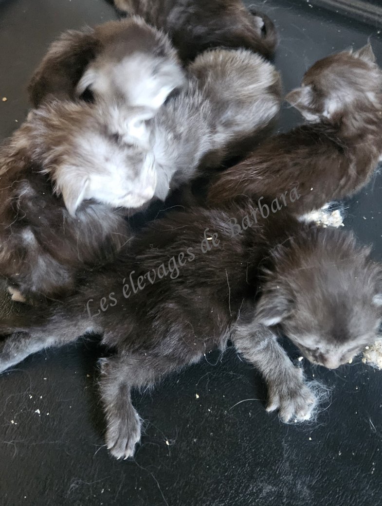 chatons, Maine Coon femelle, photo 6