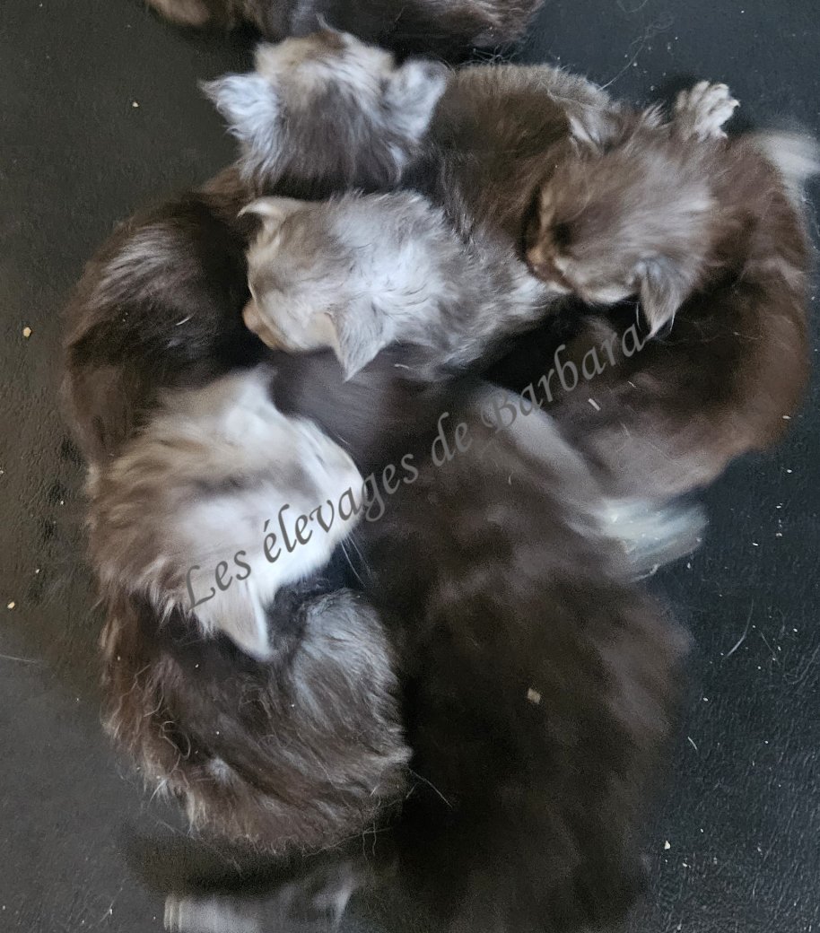 chatons, Maine Coon femelle, photo 7