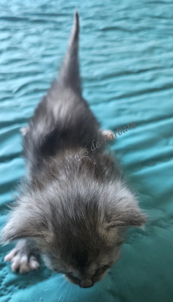 chatons, Maine Coon femelle, photo 8