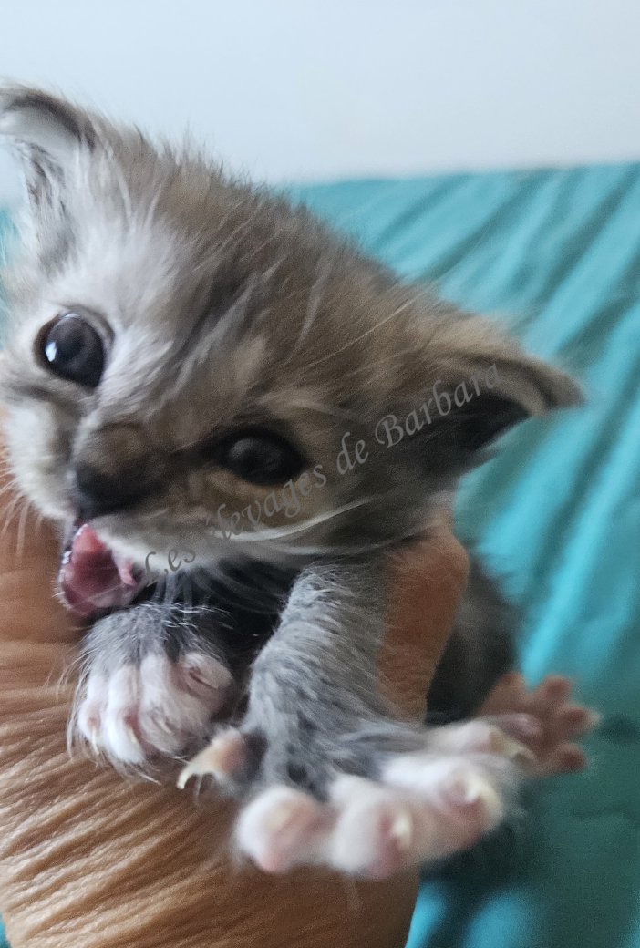 chatons, Maine Coon femelle, photo 9