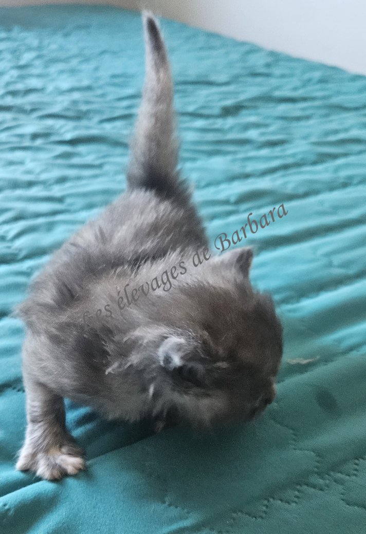 chatons, Maine Coon femelle, photo 10