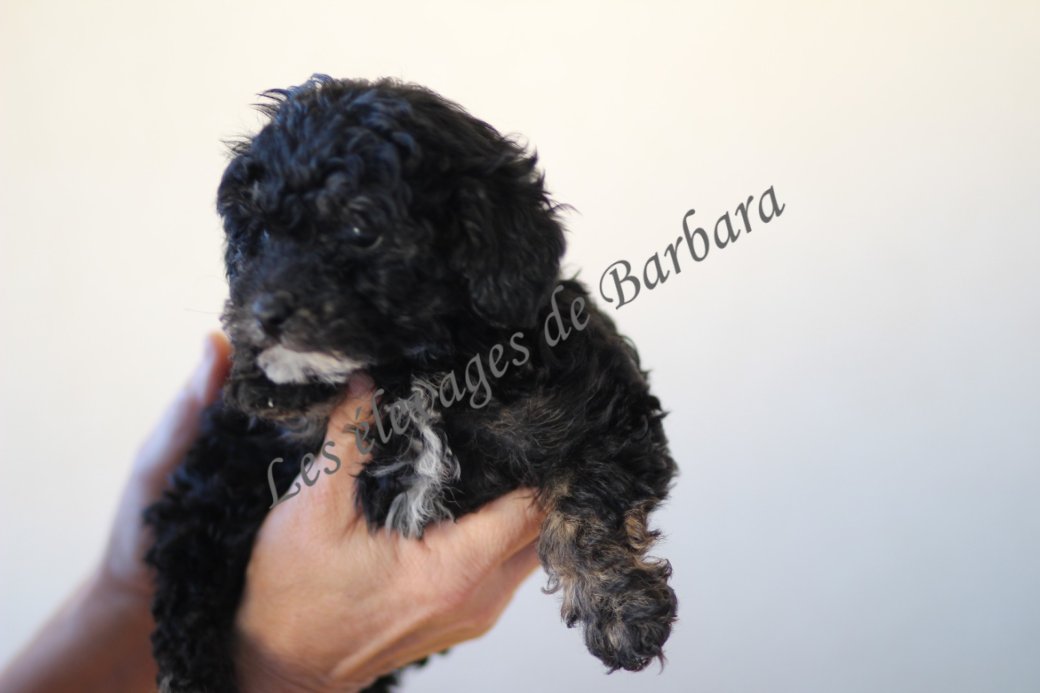 BOULETTE, Caniche TOY femelle, photo 3