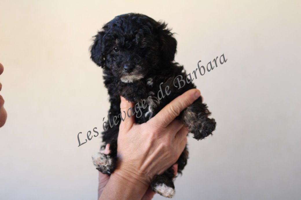 BOULETTE, Caniche TOY femelle, photo 4