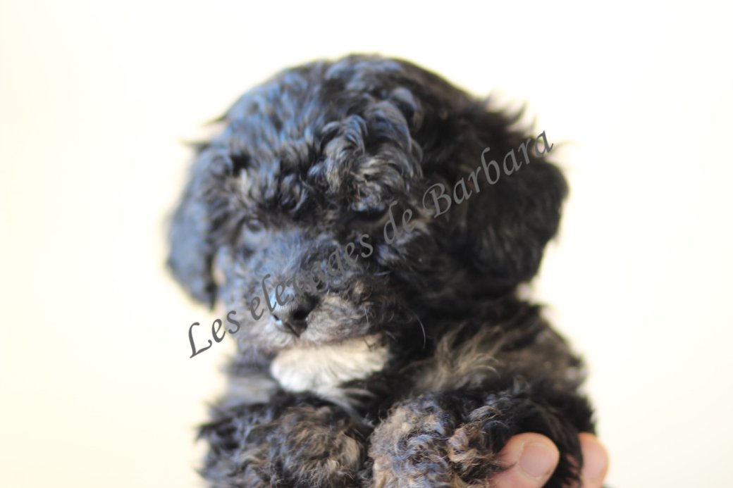 BOULETTE, Caniche TOY femelle, photo 5